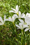 Atamasco lily